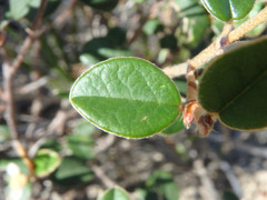 Spyridium thymifolium