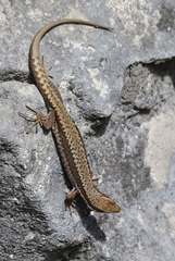 Iberolacerta horvathi