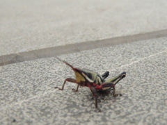 Sphenarium purpurascens