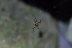 Theridion zantholabio