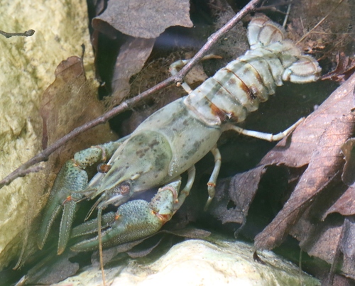 European Crayfish, photo 3 of 7