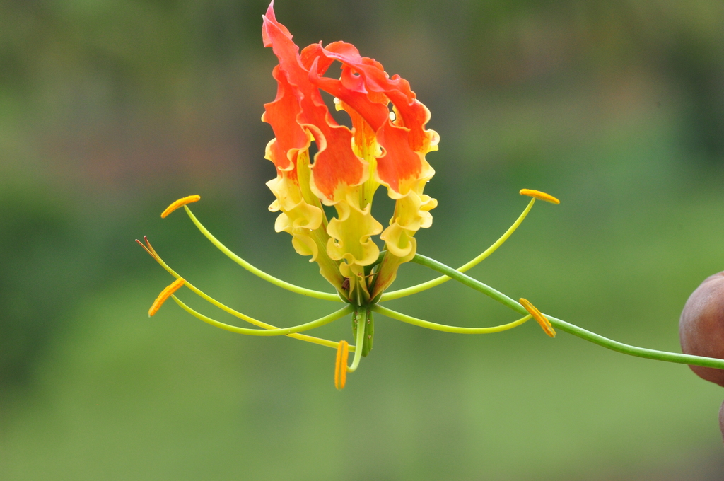 Flame Lilies