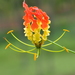 Flame Lilies - Photo (c) Hareesha A S, some rights reserved (CC BY-NC), uploaded by Hareesha A S