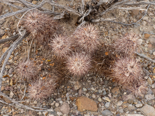 Echinocereus chisoensis