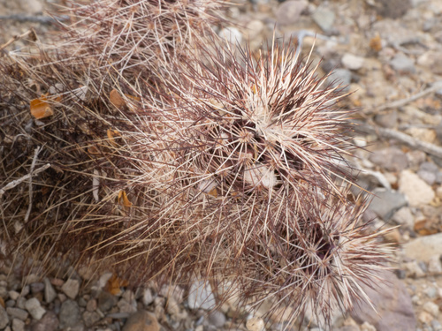 Echinocereus chisoensis