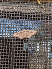 Ectropis plectroneura