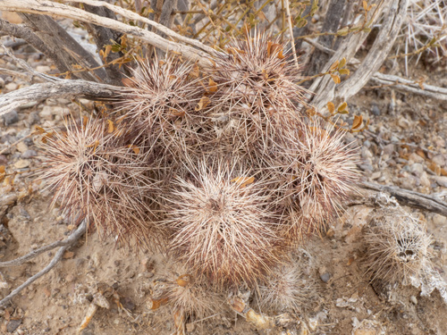 Echinocereus chisoensis