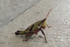 Sphenarium purpurascens