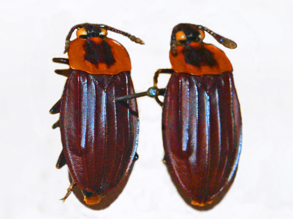 Oxelytrum cayennense