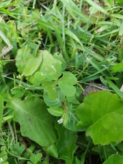 Lepidagathis inaequalis