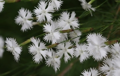 Dianthus petraeus