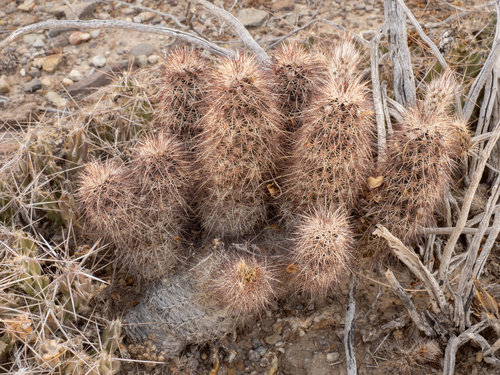 Chisos Mountain Hedgehog Cactus (Echinocereus chisosensis)