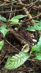 Leucoagaricus meleagris