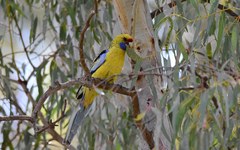 Platycercus elegans flaveolus