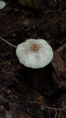 Leucoagaricus meleagris