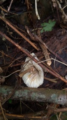 Leucoagaricus meleagris