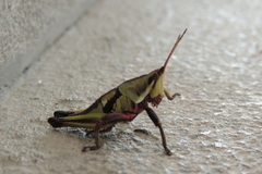 Sphenarium purpurascens