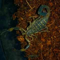 Reddyanus melanodactylus