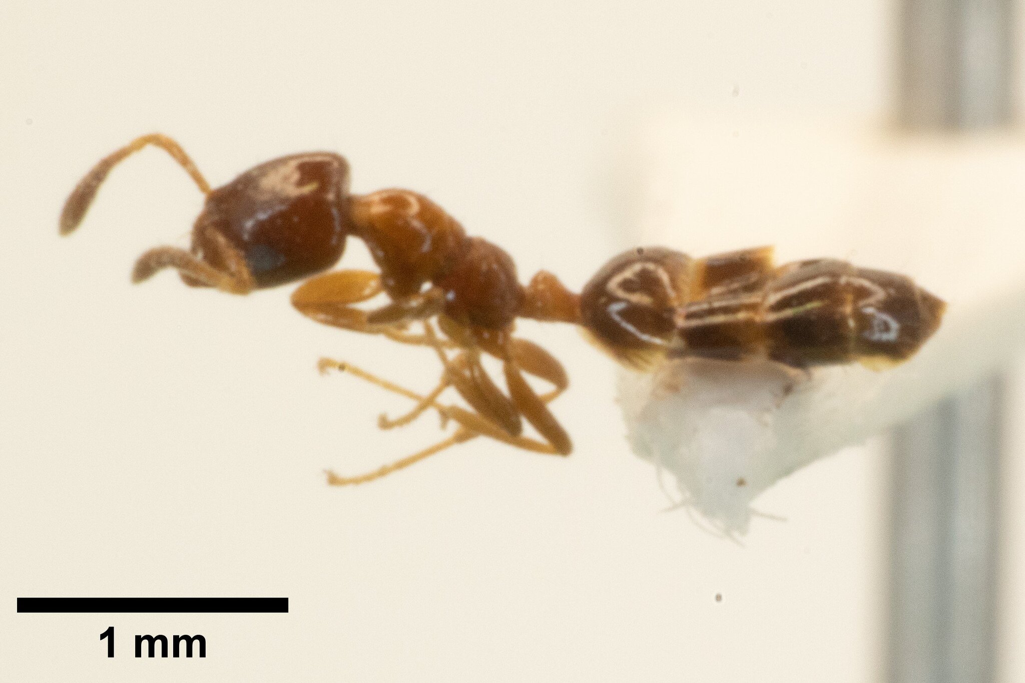 Myrmelachista mexicana
