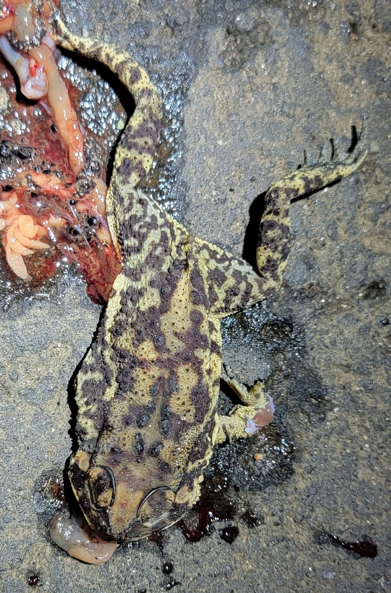 Indian Common True Toad