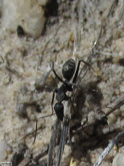Camponotus angusticeps