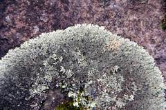 Xanthoparmelia stenophylla