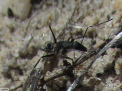 Camponotus angusticeps