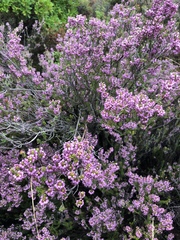 Ericeae