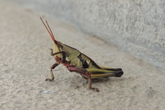 Sphenarium purpurascens