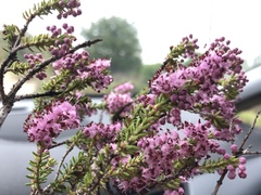Ericeae