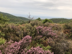 Ericeae