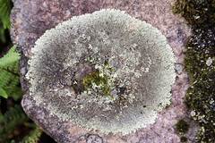 Xanthoparmelia stenophylla