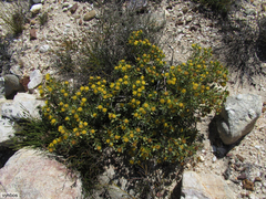Leucadendron glaberrimum glaberrimum