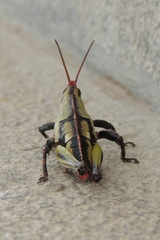 Sphenarium purpurascens