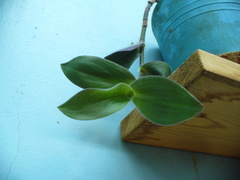 Tradescantia cerinthoides