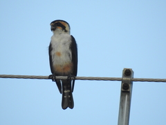 Microhierax caerulescens