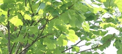 Acer