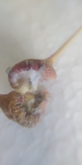 Pemphigus spyrothecae