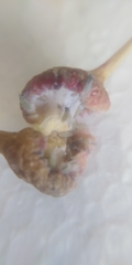 Pemphigus spyrothecae