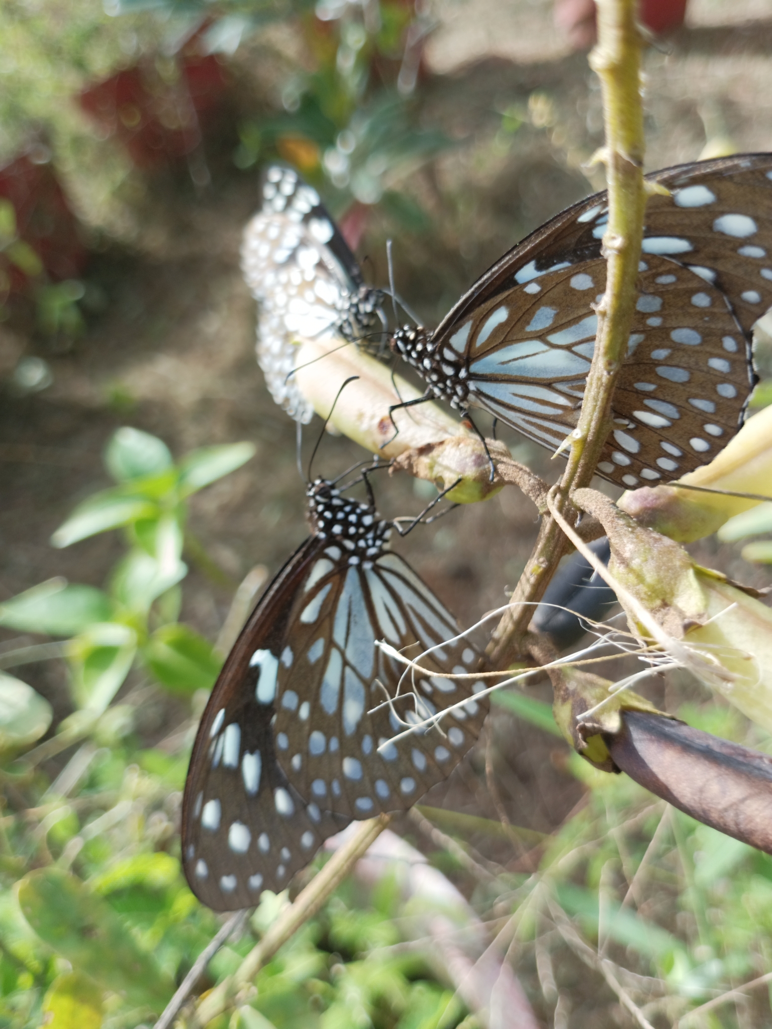 Blue Tiger