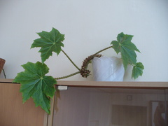 Begonia manicata