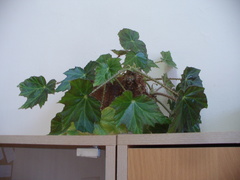 Begonia manicata