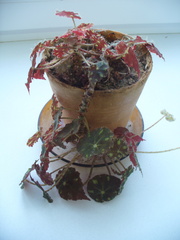 Begonia bowerae