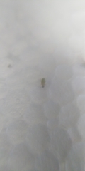 Pemphigus spyrothecae