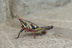 Sphenarium purpurascens