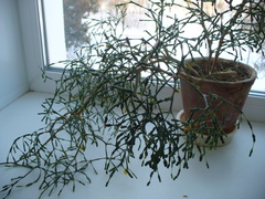 Hatiora salicornoides