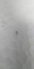 Pemphigus spyrothecae
