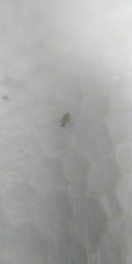 Pemphigus spyrothecae