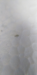 Pemphigus spyrothecae