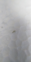 Pemphigus spyrothecae